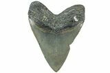 Serrated, Fossil Megalodon Tooth - North Carolina #311832-1